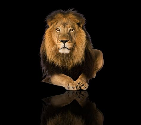 🔥 [60+] Lion Phone Wallpapers | WallpaperSafari