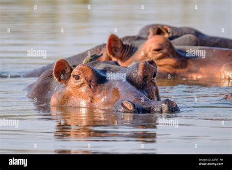 Hippos Hippopotamus Amphibius Group In Lake Hippopotamus Underwater