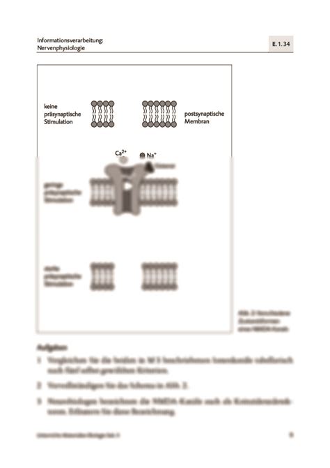 Synaptische Plastizit T Raabits Online