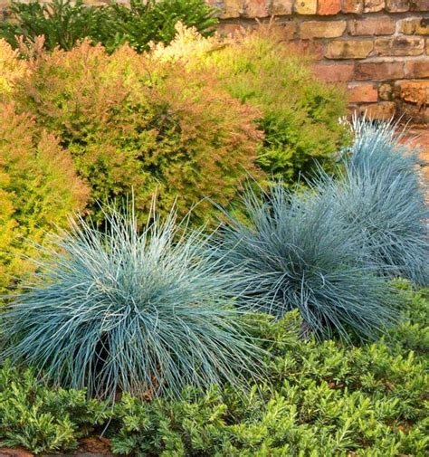 Festuca Glauca Beyond Blue Fescue From Flowerwood Nursery Inc