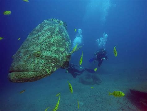 Bucea en Gorgona - P.N.N. Isla Gorgona - Centro de Buceo Gorgona