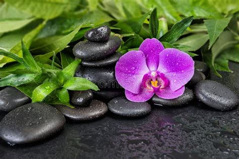 Spa Concept With Zen Stones Orchid Flower And Bamboo Stock Photo