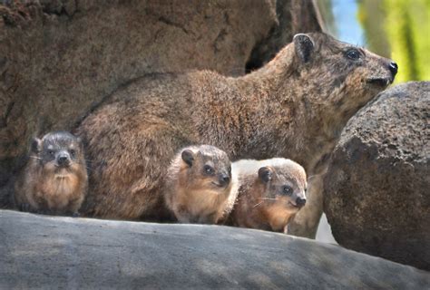 Happy Hyraxes Anyone Who Claims That Animals Cant Smile H Flickr