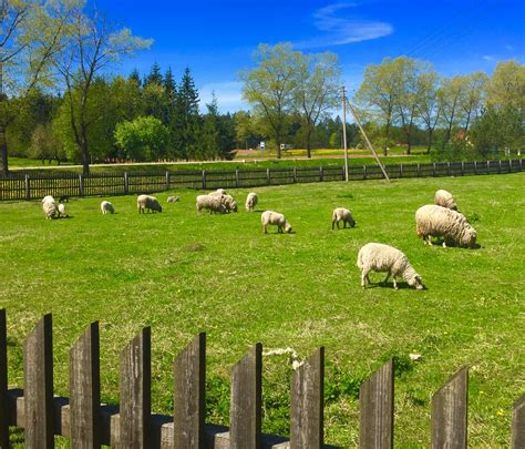 Images Gratuites La Nature Herbe Champ Prairie Animal Mignonne