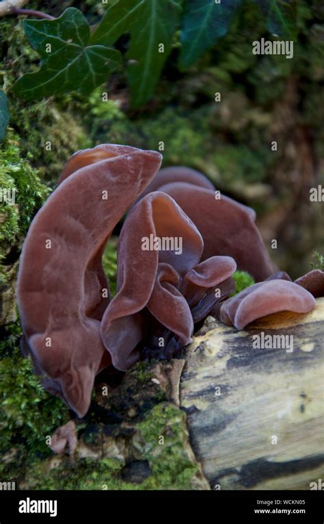 Jelly Ear Fungus growing on wood Stock Photo - Alamy