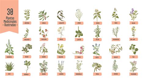 Plantas Medicinales Con Nombre