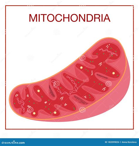 Mitochondria Diagram With Labels