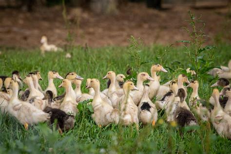 Influenza Aviaire Le Niveau De Risque Passe Lev En France