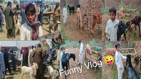 Bakra Mandi Sa New Bakra La Lya Bakra Mandi Youtube Cute YouTube