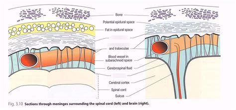 Supporting Structures of the CNS Diagram | Quizlet