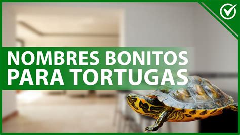 Nombres Bonitos Y Originales Para Tortugas Macho Y Hembra Youtube