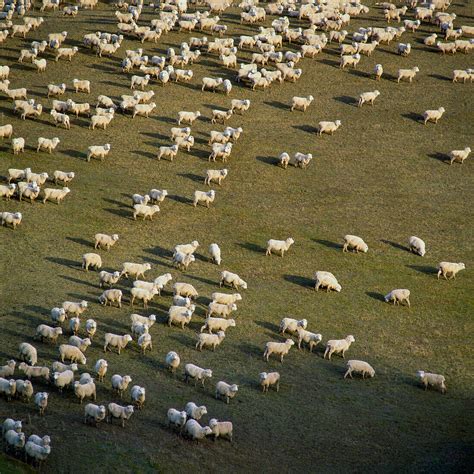 Aerial Of Flock Of Sheep On Grassy Field License Image 71384352