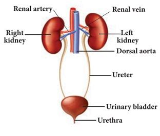 Expain The Structure Of Excretory System With A Neat Labelled Diagram