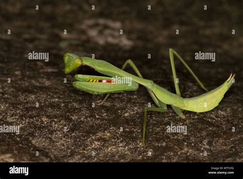 Madagascar Praying Mantis Hi Res Stock Photography And Images Alamy