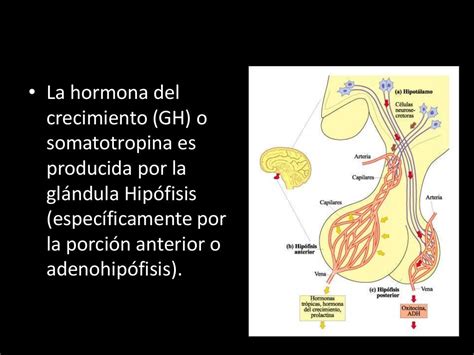 Hormona de crecimiento