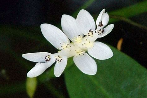 Aponogeton Distachyos