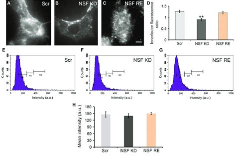 NSF Knockdown Perturbs The Localization Of Endocytosed Transferrin But