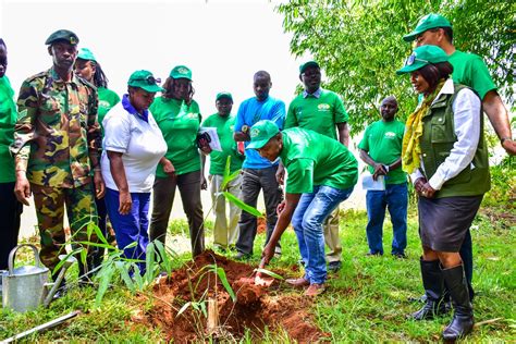 Africa Plantation Capital Bidco Host Africa Bamboo Planting Day