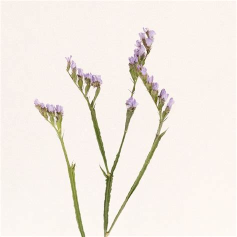 Tissue Culture Statice Lavender Flower Bulk Flowers FiftyFlowers