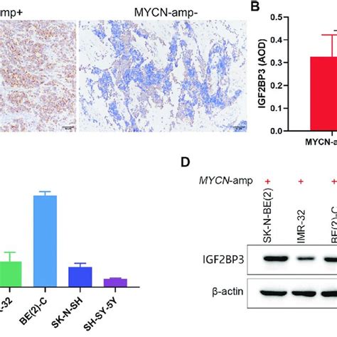 N Myc Directly Promotes The Igf Bp Expression In Nb Cells A Qrt Pcr