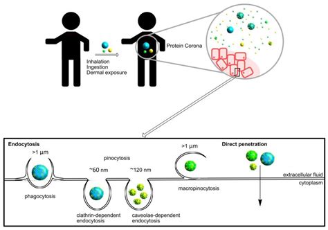 Nanomaterials Free Full Text Interactions Of Nanoparticles And