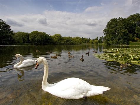 Swans At Lake Wallpapers Wallpaper Cave