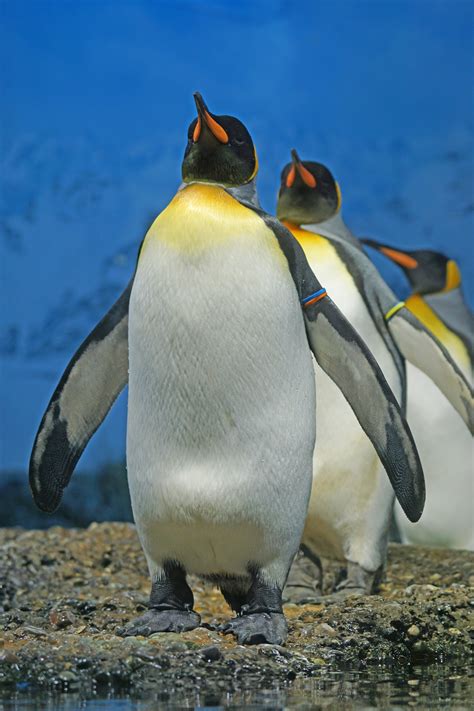 Kostenlose Foto Gruppe Tier Zoo Schnabel Fauna Pinguin