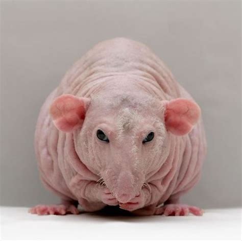 Crazy Animal Pictures: weird and crazy animals