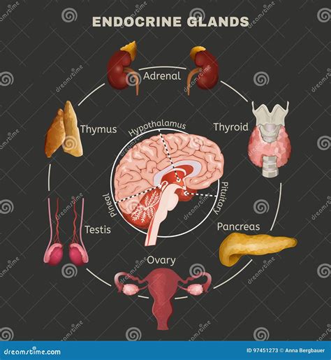 Imagen Sistema Endocrino