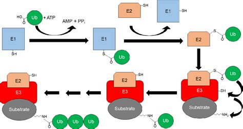 Figure 1 1 From Modulating Parkin E3 Ubiquitin Ligase Activity Using