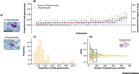 Intensive Microscopy Based Quantification Of Gametocyte Sex Ratio In Download Scientific