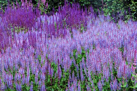 Salvia flower (disambiguation) the largest genus of plants in the mint ...