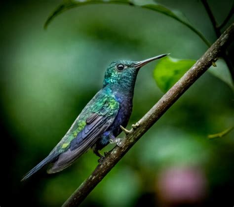 Violet Bellied Hummingbird Owen Deutsch Photography