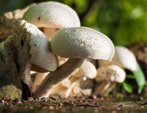 Mushrooms - Learn About Nature