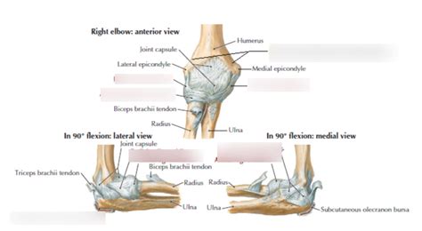 Elbow Anatomy Assessment And Pathologies Diagram Quizlet