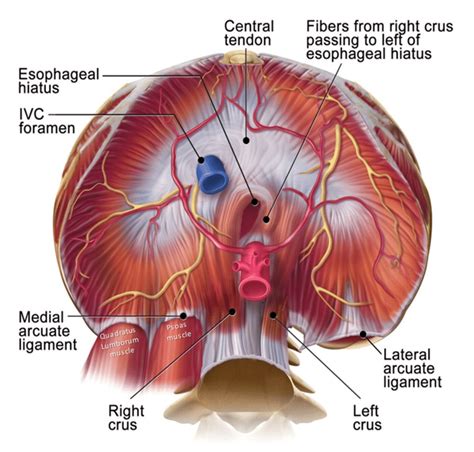 Attachments Of The Diaphragm To The Body Wall Ivc Inferior Vena