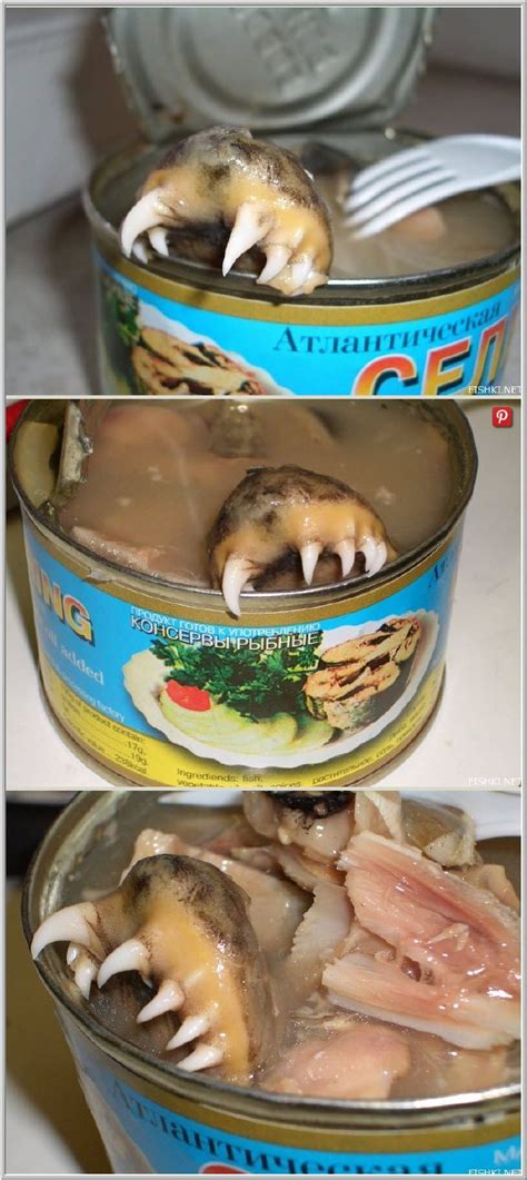 Canned “Atlantic Herring” | Food fails, Food, Canned