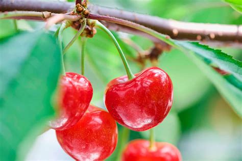 日本 青森 独自の品種を開発して産地を守り、世界を目指す。青森県が生んだ新品種「ジュノハート」｜料理通信｜生産者、料理人、食べる人を結ぶ