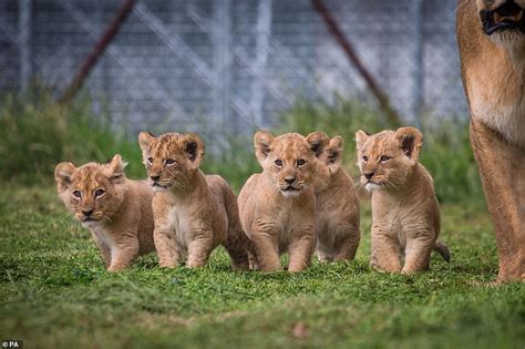 Five Lion Cubs Take Their First Steps Outside At Woburn Safari Park