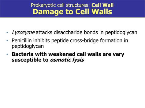 Ppt Chapter Functional Anatomy Of Prokaryotic And Eukaryotic Cells