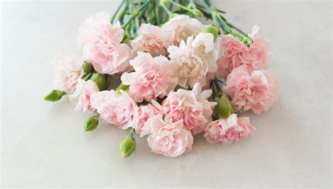 Meaning of Carnation Colors | Garden Guides