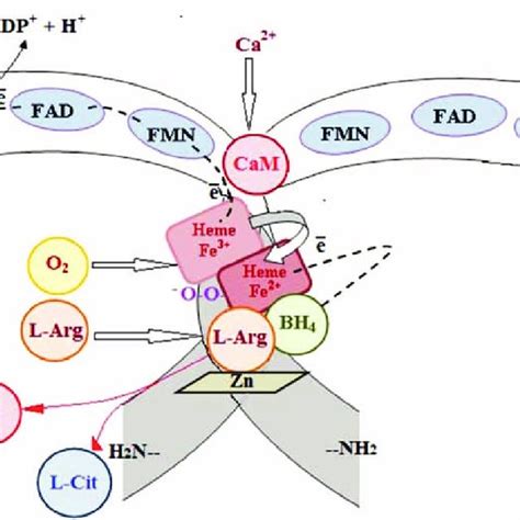 Regulation Of Enos Activity In Caveolae Myristoylation And Download Scientific Diagram