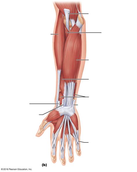 Anterior Forearm Deeper Diagram Quizlet