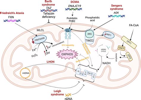 Mechanisms Of Mitochondrial Dysfunction In Inherited Mitochondrial