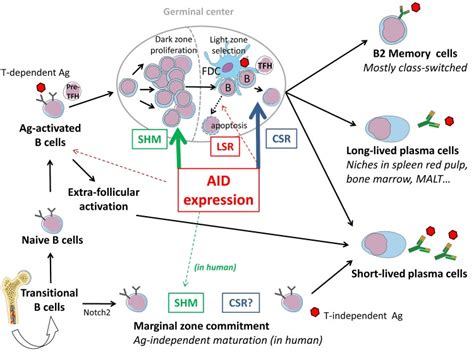 After V D J Recombination And Igm Expression Recently Emerged B Cells