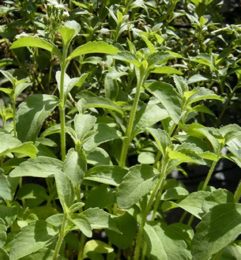 Stevia Casera No Compres M S Y Prepar Esta Receta Natural En Pocos