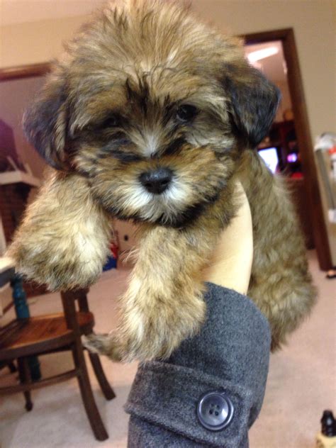 43 Miniature Schnauzer Cross Shih Tzu Puppies For Sale Photo Codepromos