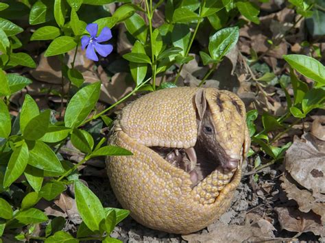 Baby Armadillo: 7 Pictures and 7 Amazing Facts - A-Z Animals