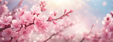 Spring Border Or Background Art With Pink Blossom Beautiful Nature