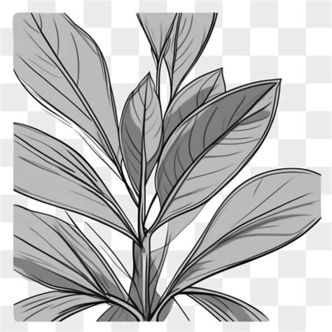 Descarga Dibujo de planta en blanco y negro con hojas Sketches En Línea